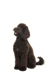 Sitting black labradoodle dog looking up isolated on a white background