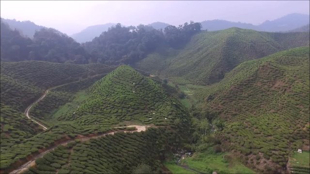 Aerial view of green landscape at tea plantation in high land area known as Cameron Highland in Malaysia.