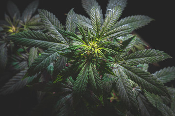 top of the inflorescence of the cannabis plant, marijuana leaves against a dark background, tinted image