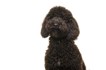 Portrait of a black labradoodle dog looking at the camera isolated on a white background