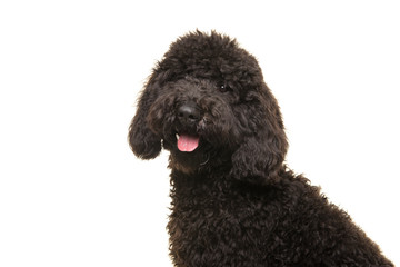 Portrait of a black labradoodle dog looking at the camera isolated on a white background seen from the side