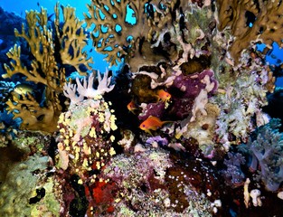 morze czerwone koral brąz nurkowanie podwodne 