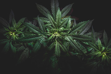 top of the inflorescence of the cannabis plant, marijuana leaves against a dark background, tinted...