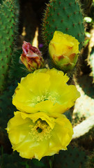 Cactus bloom in the Kuktus Park in Barcelona.