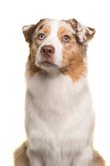Portrait of a pretty Australian Shepherd looking up isolated on a white background