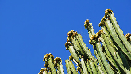 Cactus blossom against the sky in the Cactus Park in Barcelona.