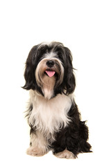Sitting Tibetan terrier looking at the camera isolated on a white background