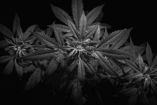 Top of the inflorescence of the cannabis plant, marijuana leaves, black and white image