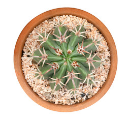 Succulent cactus flower tropical plant in pot top view isolated on white background, clipping path