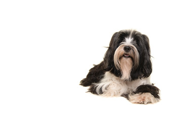 Tibetan terrier lying looking at the camera isolated on a white background