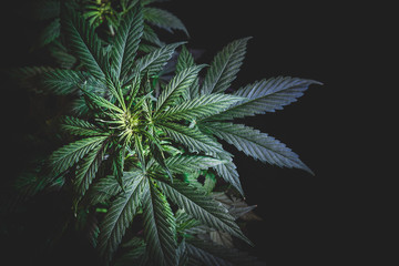 top of the inflorescence of the cannabis plant, marijuana leaves against a dark background, tinted image
