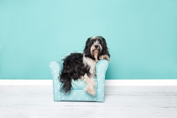 Tibetan terrier lying in a blue chair in a living room setting on a blue background