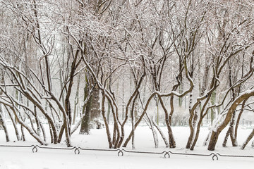Fototapeta premium the winding trunks of trees covered with snow in winter Park