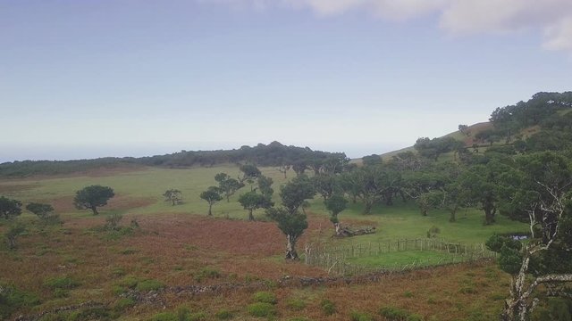 Drone aerial overview of "Fanal" forest in Madeira island, Portugal