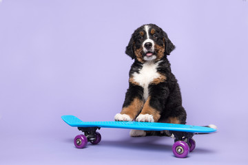 Cute bernese moutain dog puppy on a skateboard on a purple background