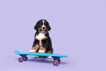 Cute bernese moutain dog puppy on a skateboard on a purple background with space for copy © Elles Rijsdijk