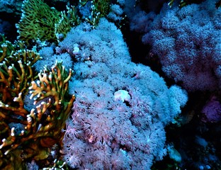 koral biały morze czerwone nurkowanie 