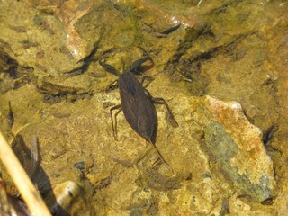 Insect