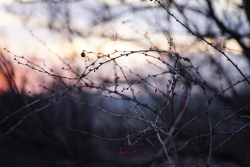 Soft image of barberry branches with pink berries in autumn evening. Sunset dark sky.