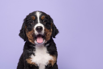 Portrait of a bernese mountain dog puppy looking at the camera on a purple background - obrazy, fototapety, plakaty