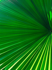 Obraz premium Large leaf That has many straight lines And affected by sunlight.