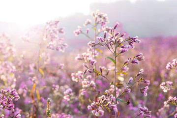 Fototapeta na wymiar Autumn meadow flowers sunrise lilac purple blue field mountain sunset sunlight