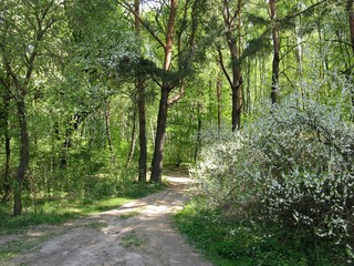 Obraz premium Forest