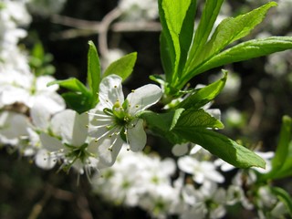Naklejka premium Cherry blossom