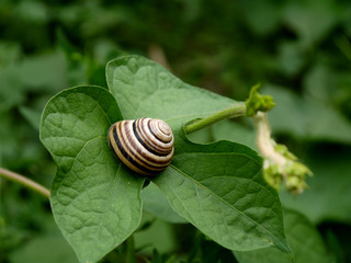 Snail in black and white stripes in the wild.