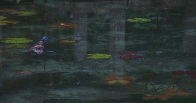 Swimming carp in the beautiful green pond in Gifu Japan