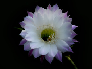 Gentle white-pink cactus flower on a black background © irykdelta