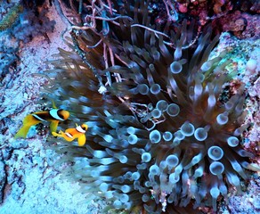 koral ryba morze czerwone nurkowanie podwodne 