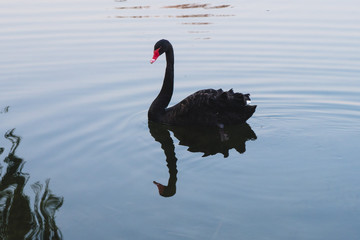 Naklejka premium Black swam swimming on a lake, reflexion in the water, Old Summer Palace, Beijing