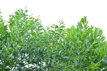 Green leaves tree top isolated on white background