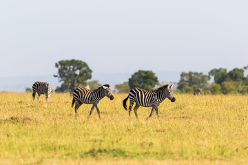 Fototapeta na wymiar Zebras that wander the savannah