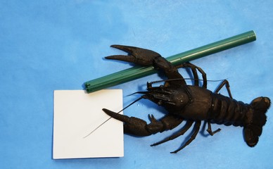 Live crayfish with green marker on blue background. The tentacles of the animal hold clean white writing paper. River crayfish think through the text to record the Concept: humor.