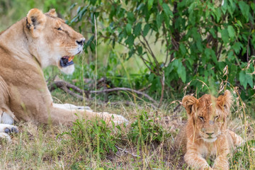 Sleepy lion cub with his mother