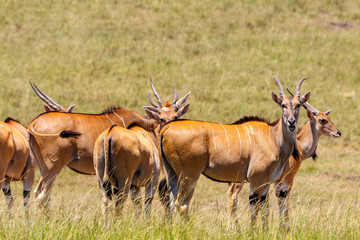 Naklejka na ściany i meble Eland antelopes on the savanna in Africa