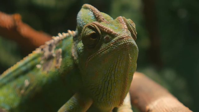 Greenish Yemenite chameleon sits on a branch