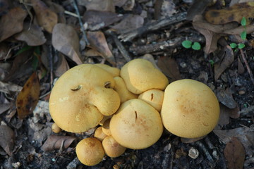 mushrooms in the forest