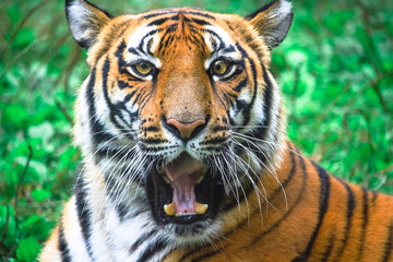 Naklejka premium funny portrait of bengal tiger