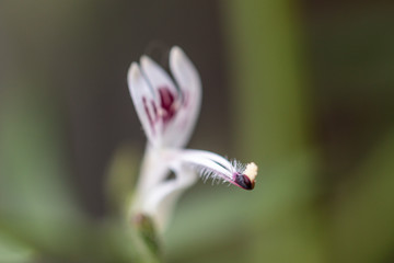 Close up fresh Andrographis paniculata plant in  a garden.Commonly known as Creat or green Chireta plant.