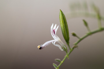 Close up fresh Andrographis paniculata plant in  a garden.Commonly known as Creat or green Chireta plant.