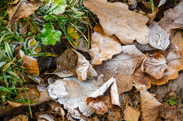autumn leaves on the ground