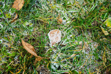 frost on leaves and grass close up