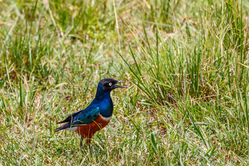 Obraz premium Superb starling in the grass