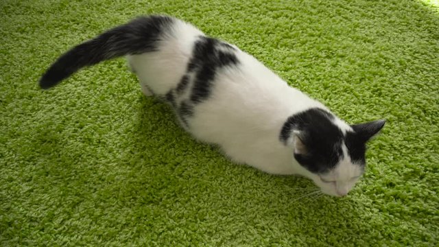 Estrous cycle in domestic white and black cat. Strange pet behavior. Kitty jerks or slip its hind legs and ready to mate. Sexual maturity