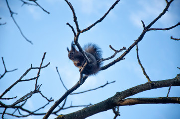 squirrel on tree