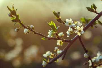 Blossoming cherry trees in spring, Spring Background. selective focus