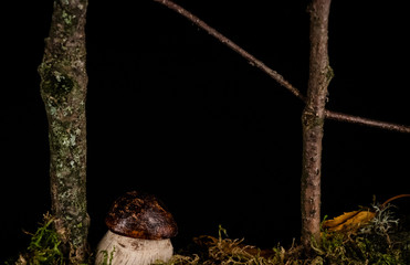 Obraz premium Branches and wooden mushroom on black background